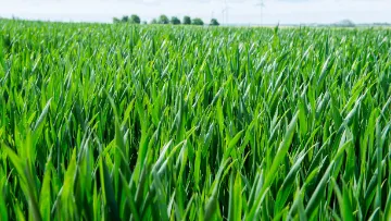 fertilisation azotée en blés